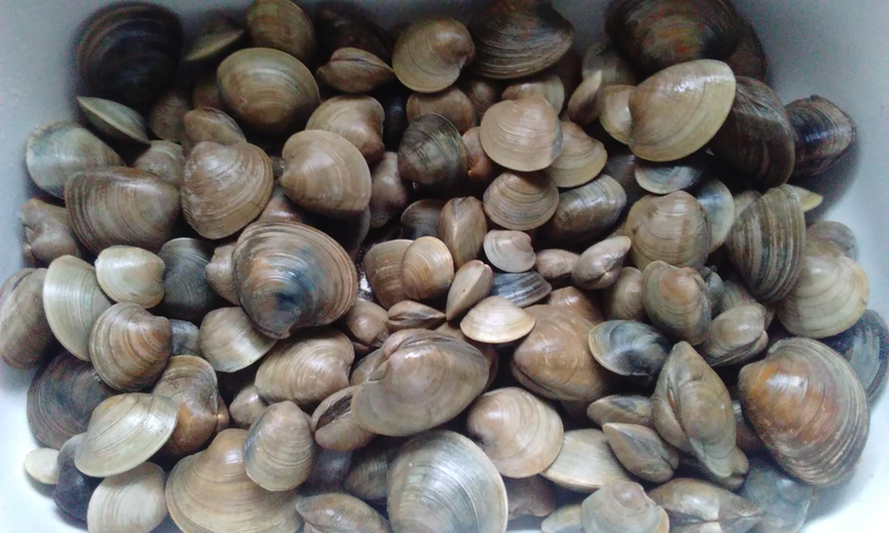 Illustration for article titled Krabby Clams; Round 5